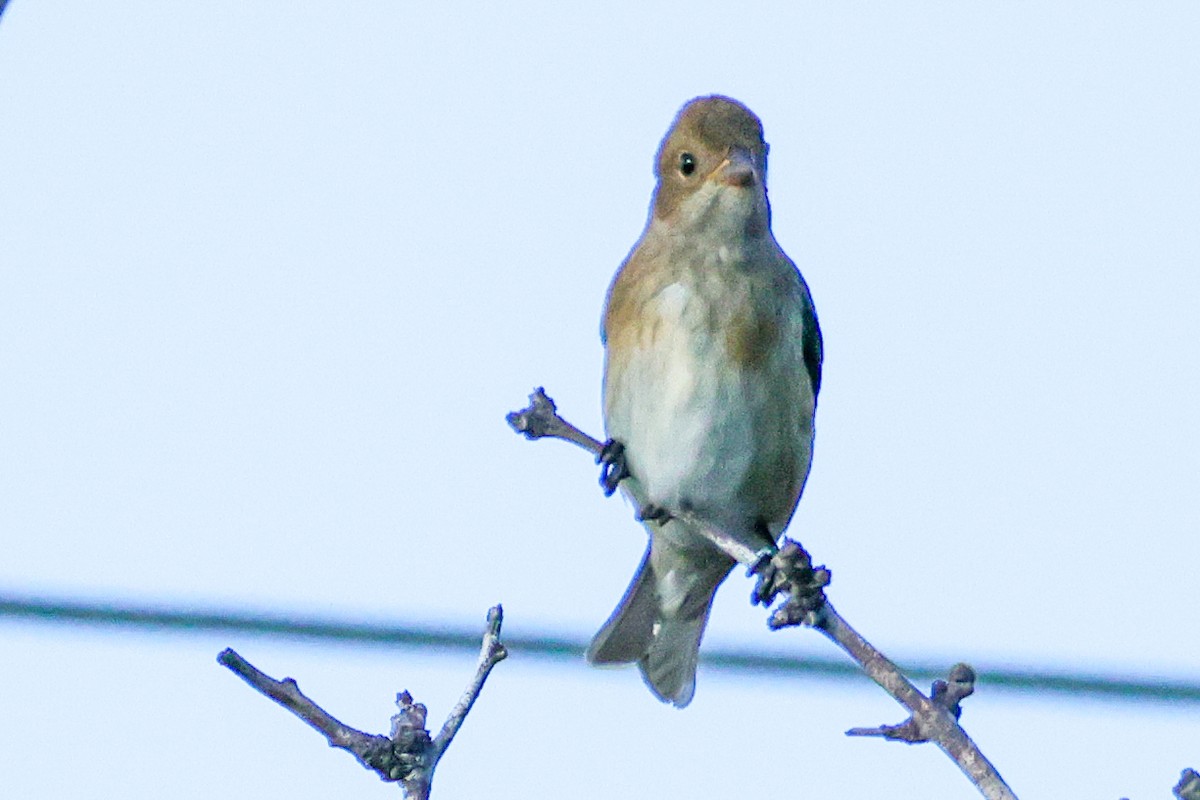 Passerin indigo - ML644198916