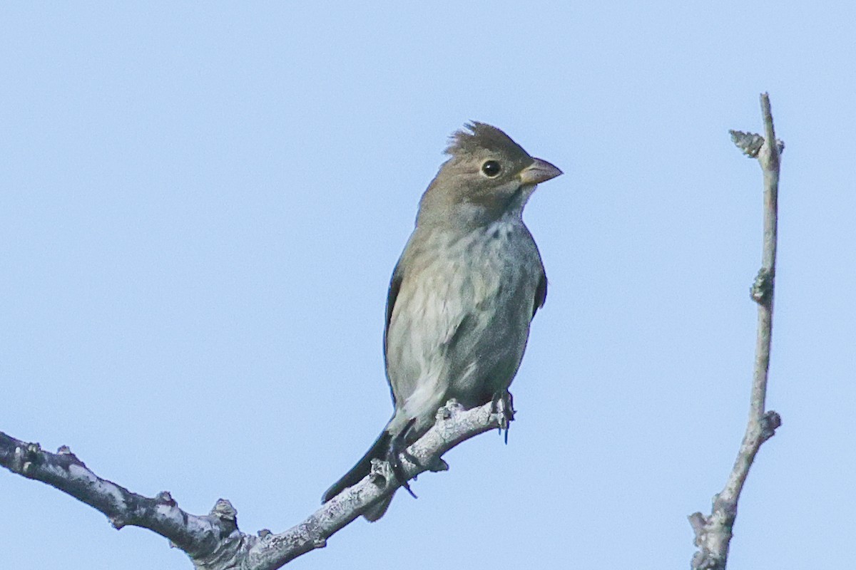 Passerin indigo - ML644198917