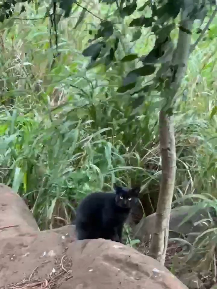 Domestic Cat - ML644198919