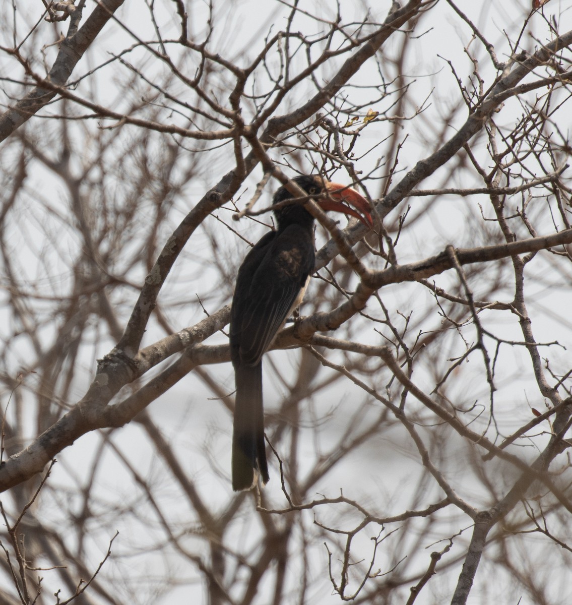 Crowned Hornbill - ML644198920
