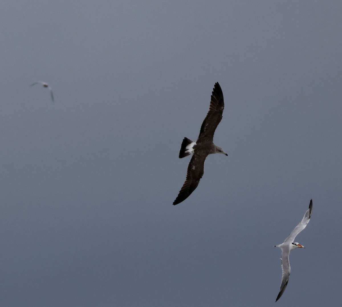 Lesser Black-backed Gull - ML644198922