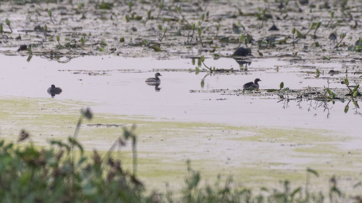 Zwergtaucher - ML644198931