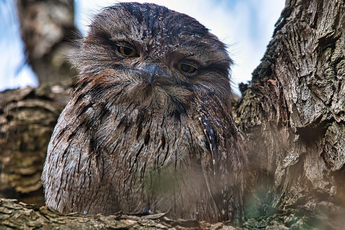 Tawny Frogmouth - ML644198935