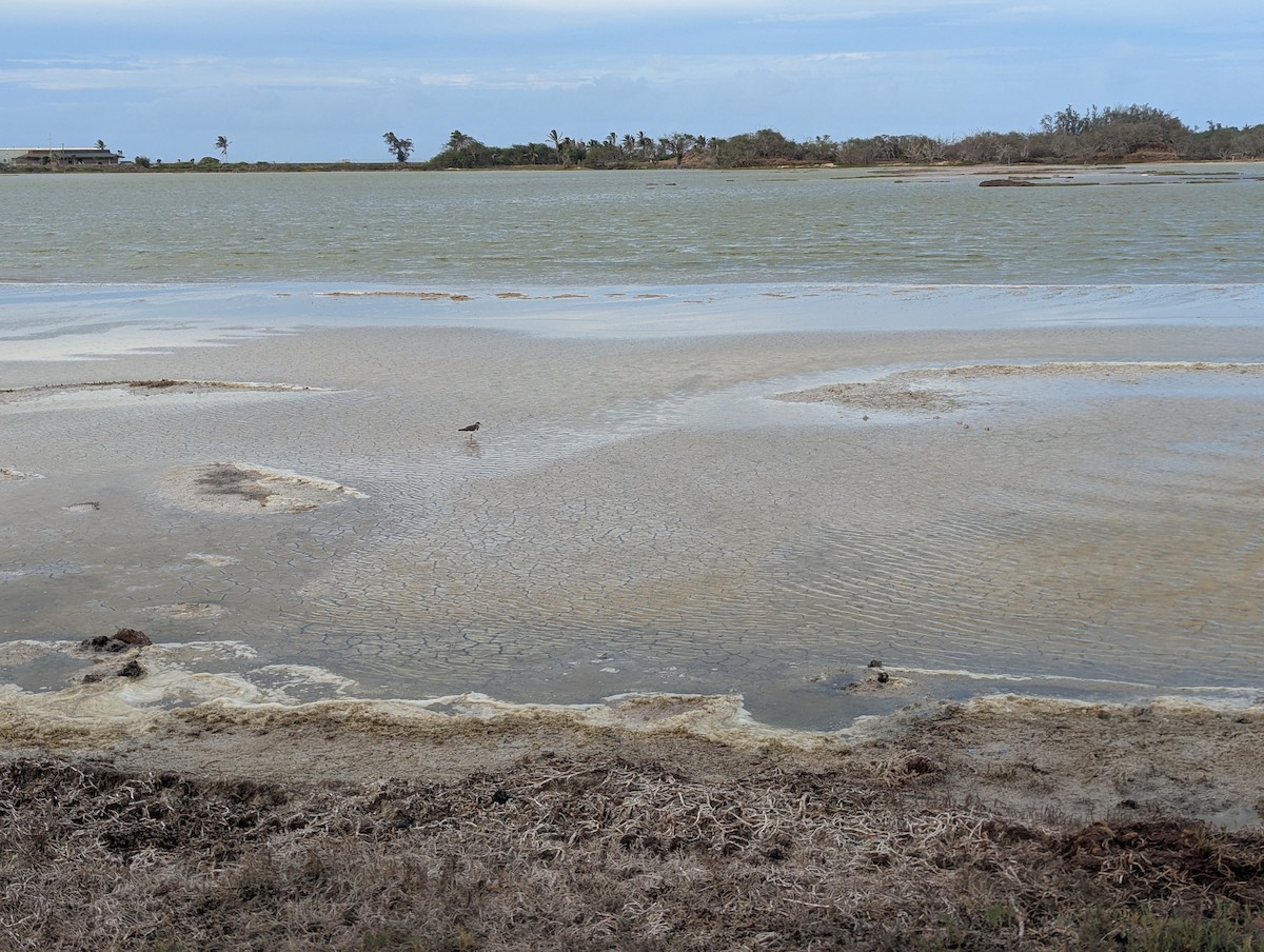 Sanderling - ML644198944