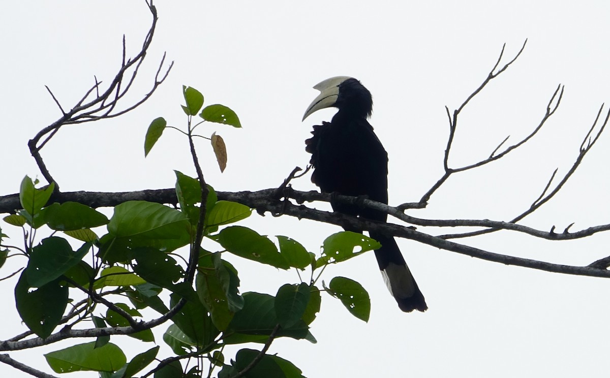 Black Hornbill - ML644198947