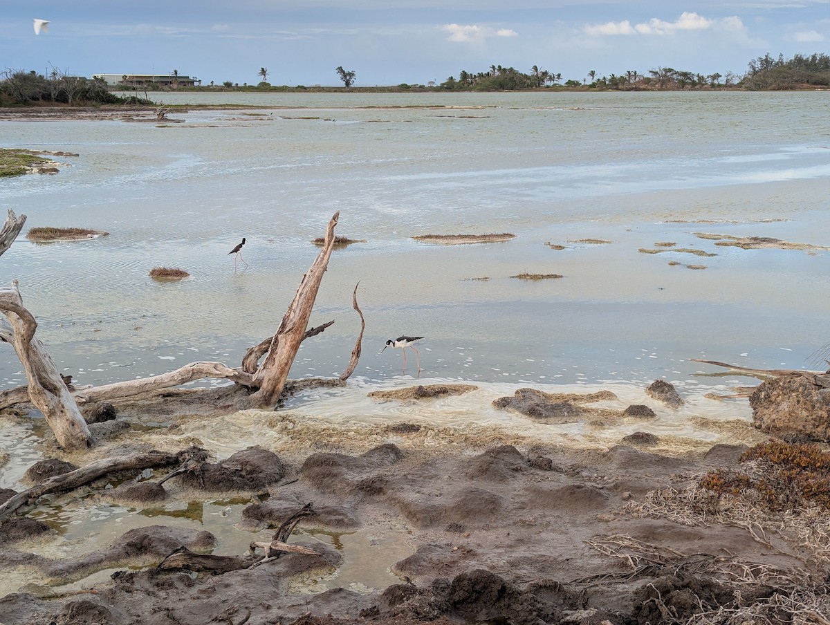 Black-necked Stilt - ML644198948