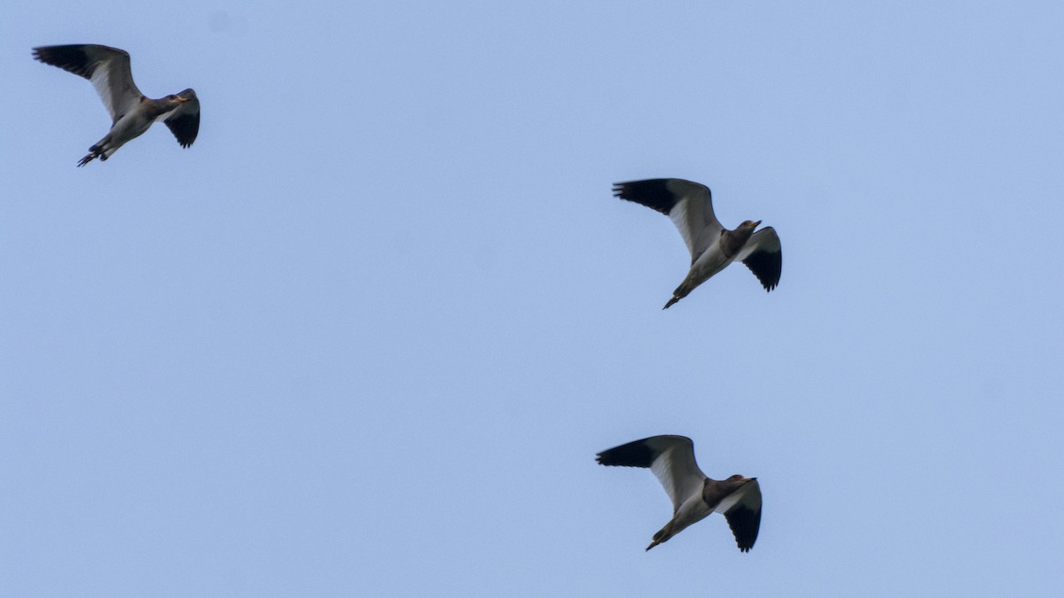 Graukopfkiebitz - ML644198949