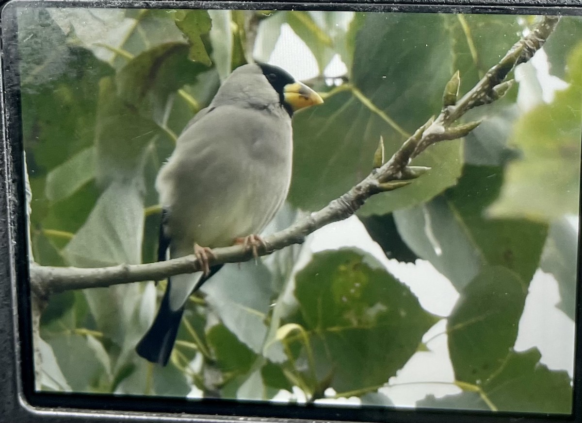 Japanese Grosbeak - ML644198952