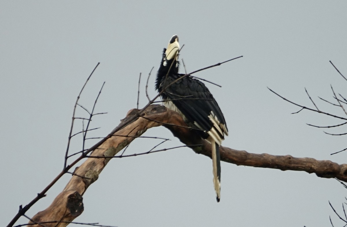 Oriental Pied-Hornbill - ML644198954