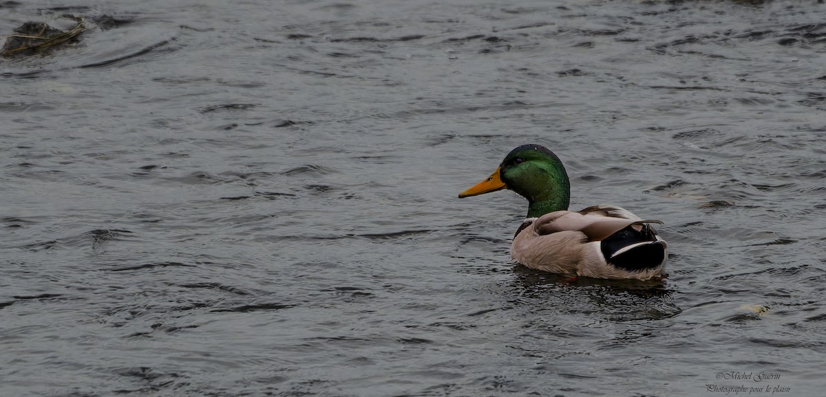 stokkand - ML644198956