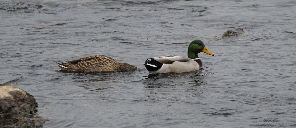 stokkand - ML644198957