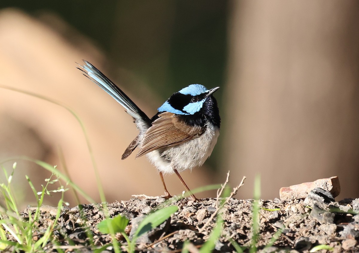 modropláštník nádherný - ML644198960