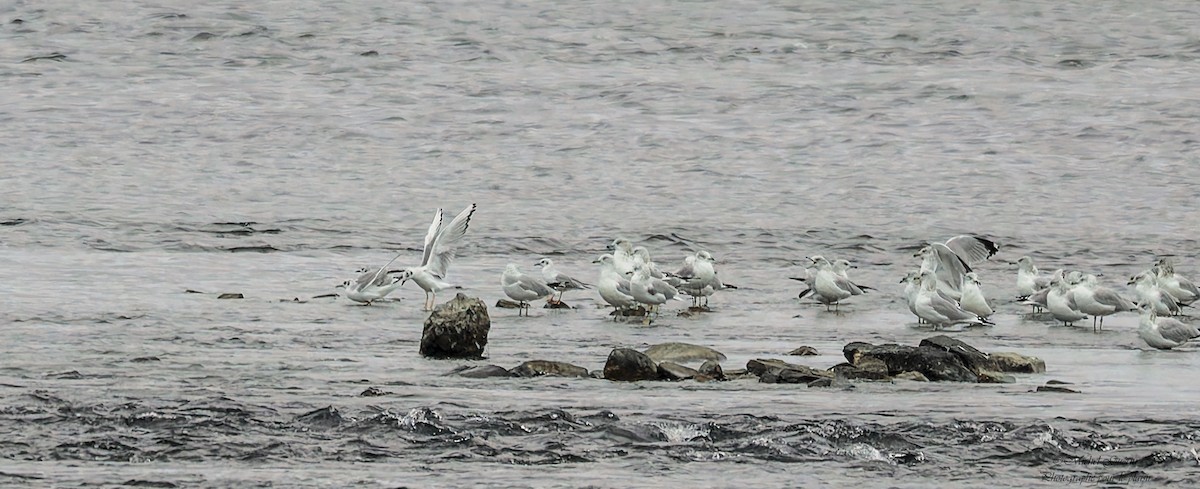 kanadahettemåke - ML644198961