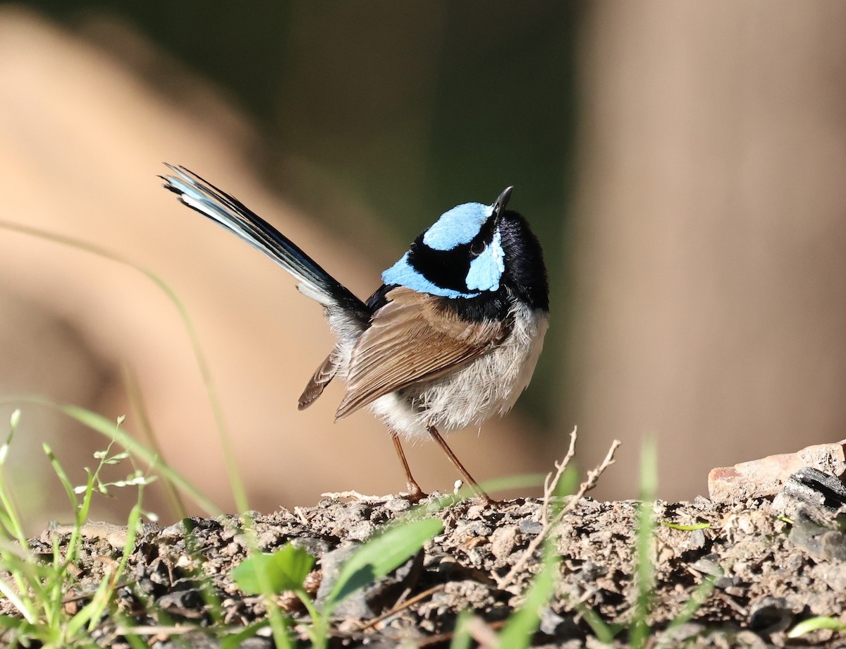 modropláštník nádherný - ML644198963