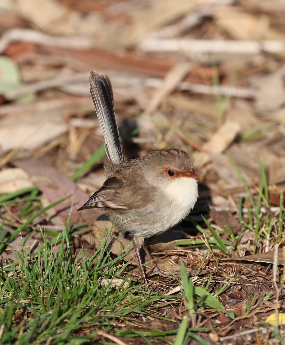 modropláštník nádherný - ML644198964