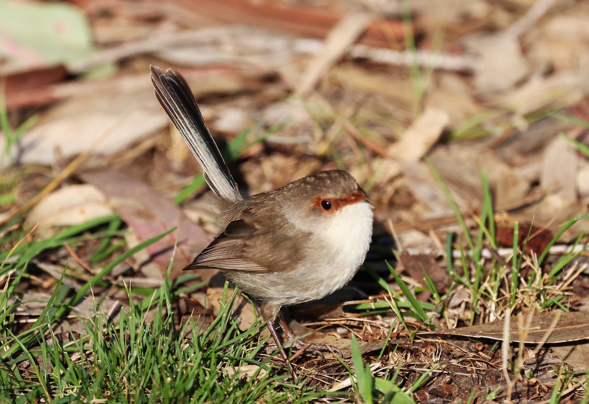 modropláštník nádherný - ML644198965