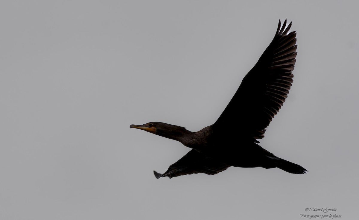 totoppskarv - ML644198968