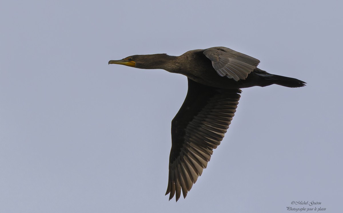 totoppskarv - ML644198970