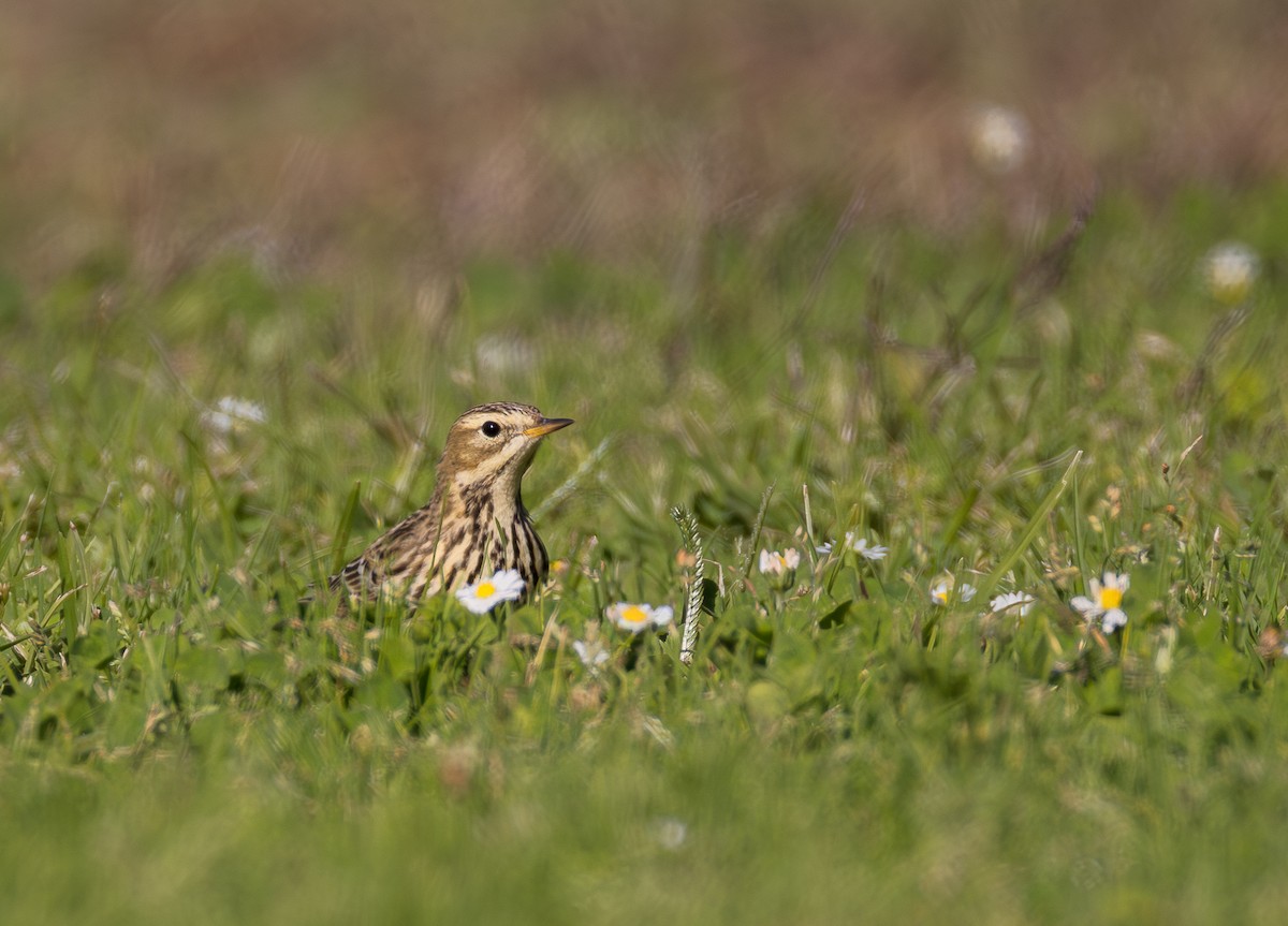 Red-throated Pipit - ML644198976