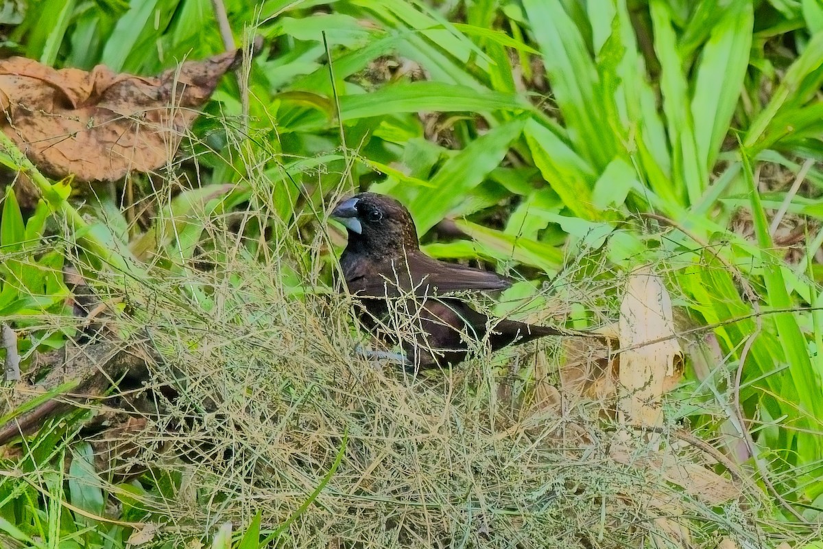 Dusky Munia - ML644198980