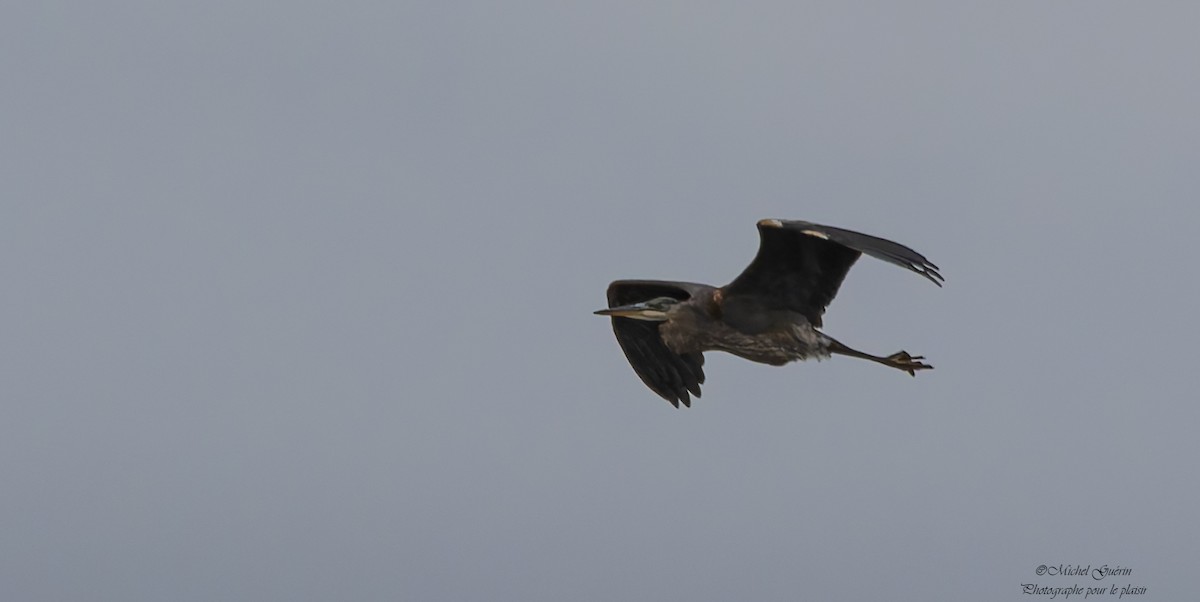 herodiashegre - ML644198995