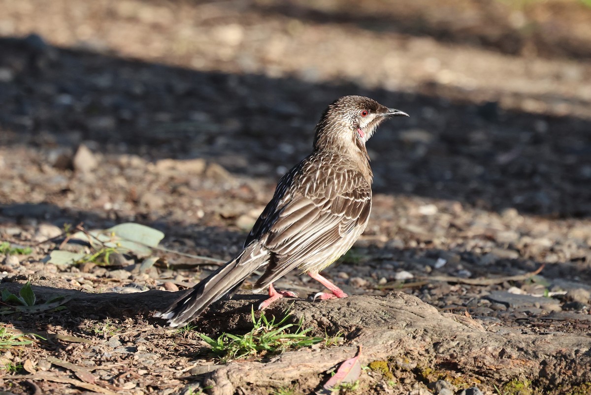 laločnatka jihoaustralská - ML644198996