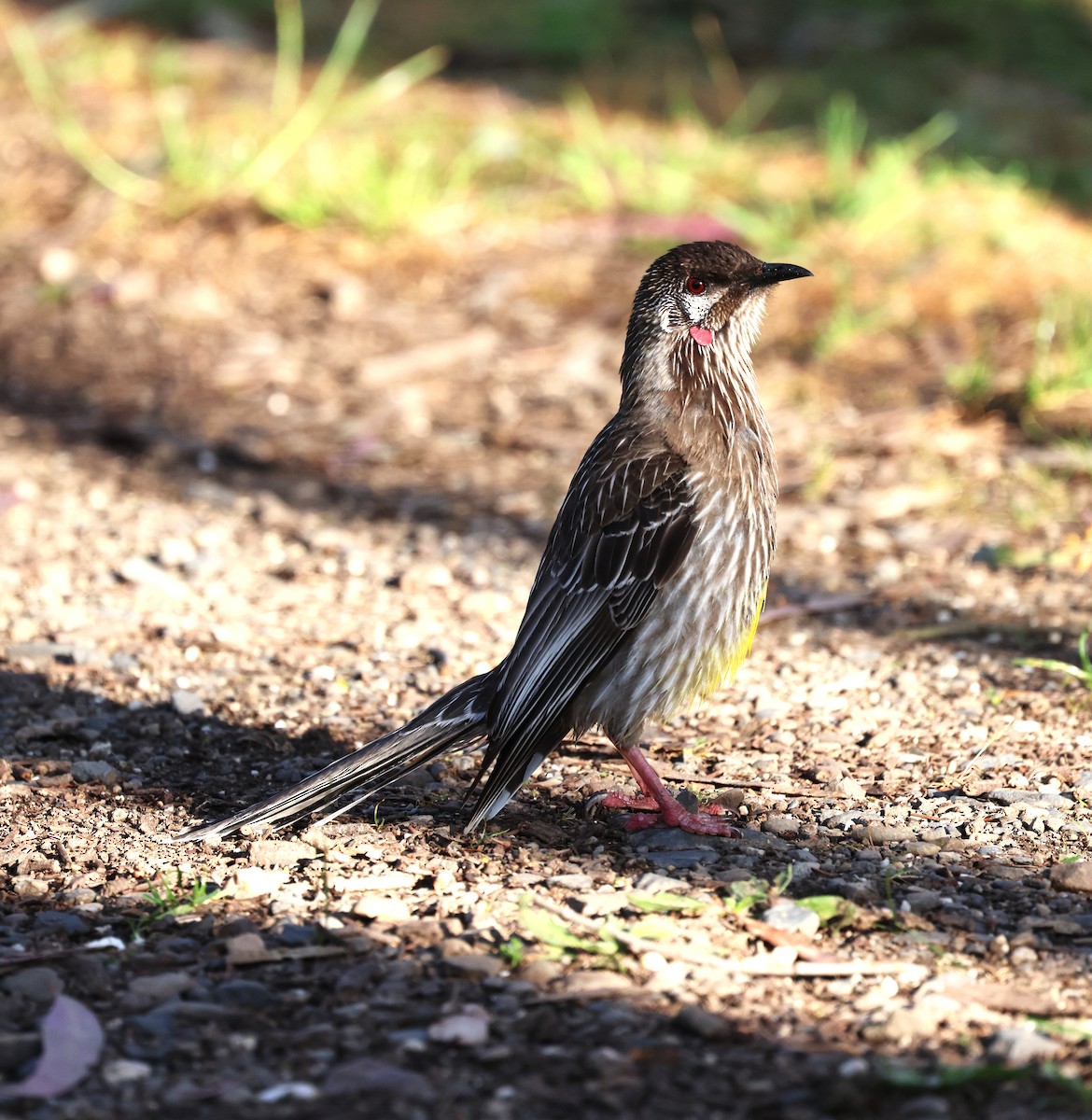 laločnatka jihoaustralská - ML644199003