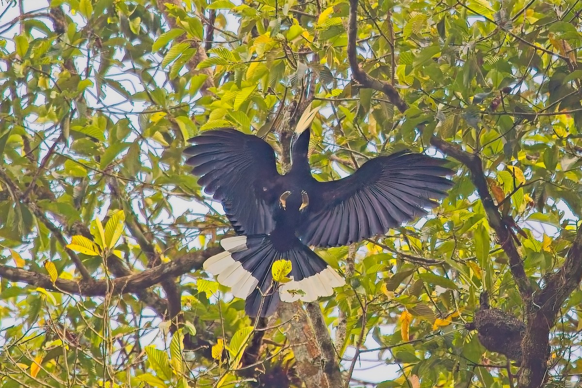 Black Hornbill - ML644199004