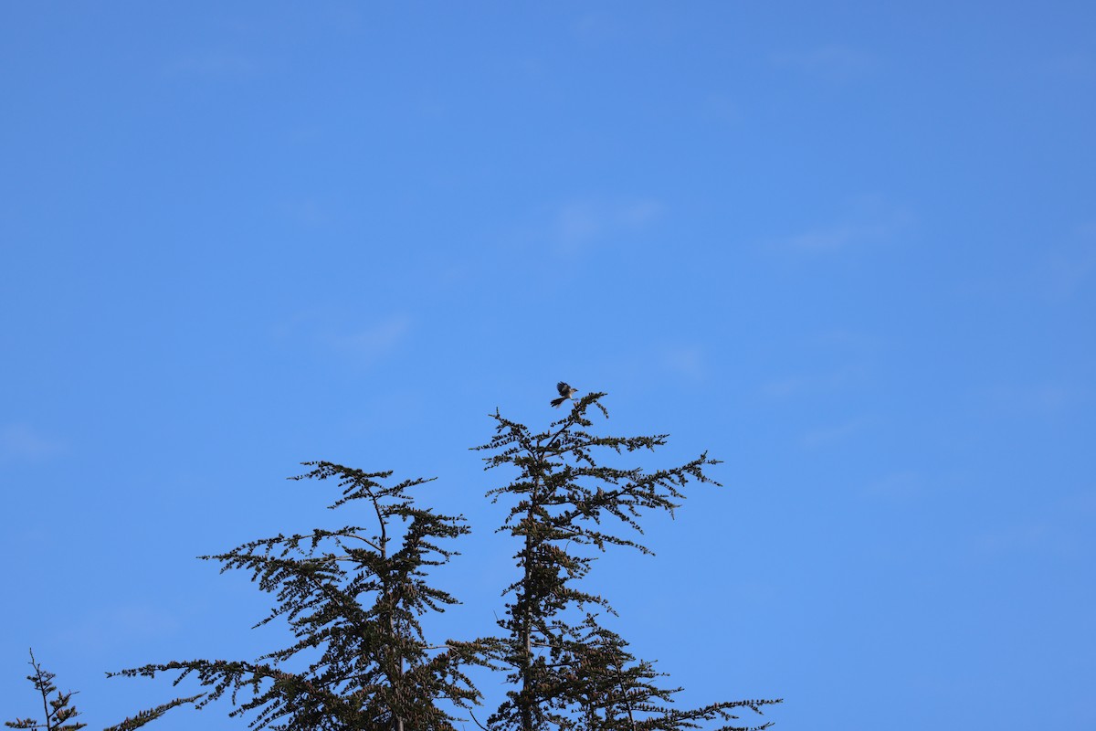 Northern Mockingbird - ML644199007