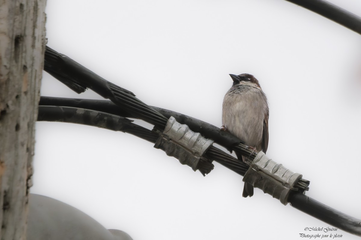 gråspurv - ML644199011