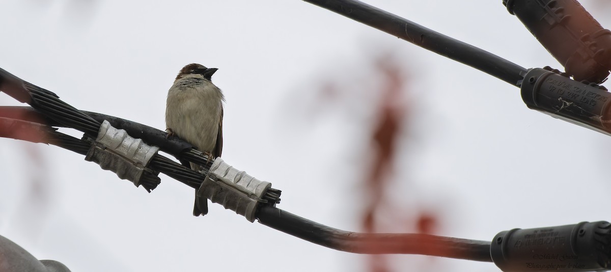 gråspurv - ML644199012