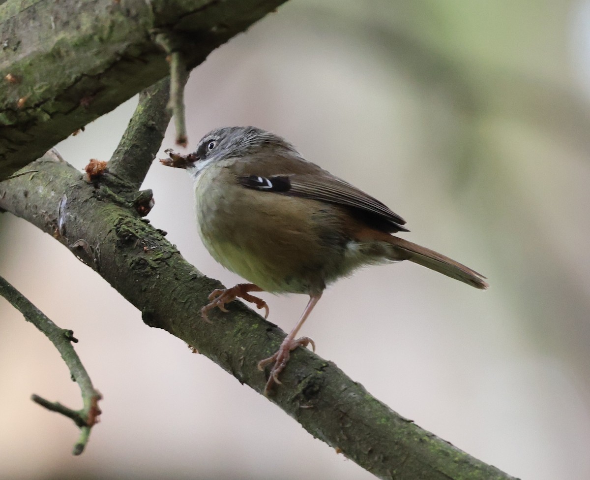 White-browed Scrubwren - ML644199013