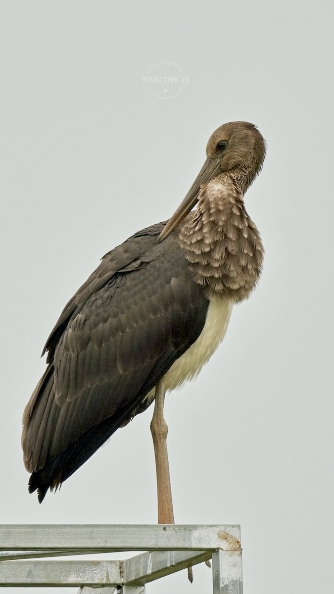 Black Stork - ML644199014