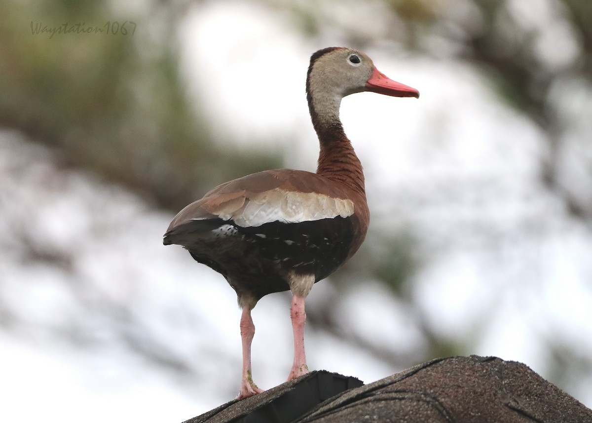 Black-bellied Whistling-Duck - ML644199031