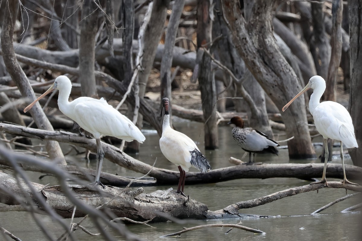 Yellow-billed Spoonbill - ML644199039