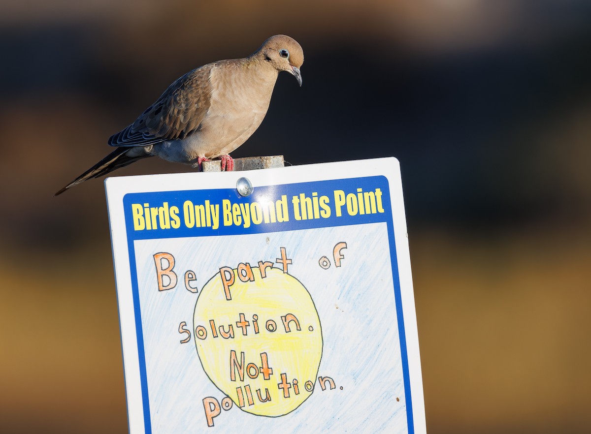 Mourning Dove - ML644199047