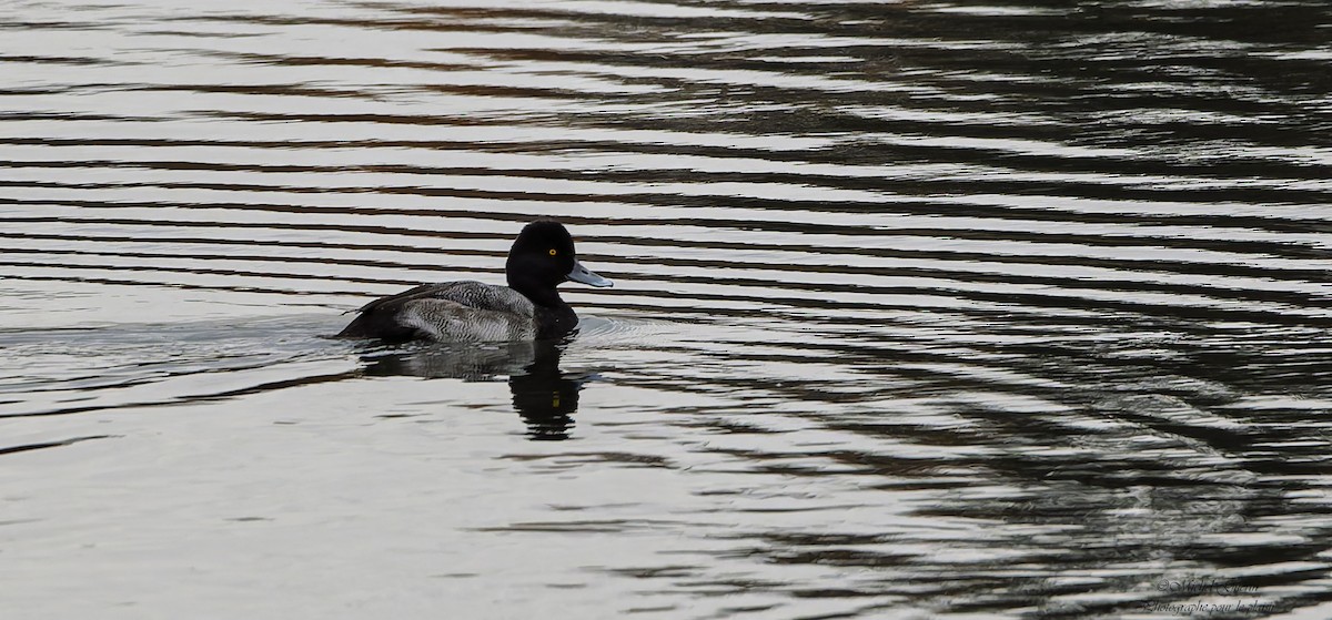 Lesser Scaup - ML644199051