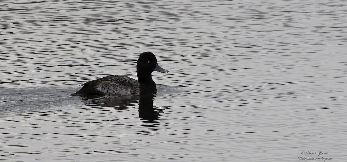 Lesser Scaup - ML644199053