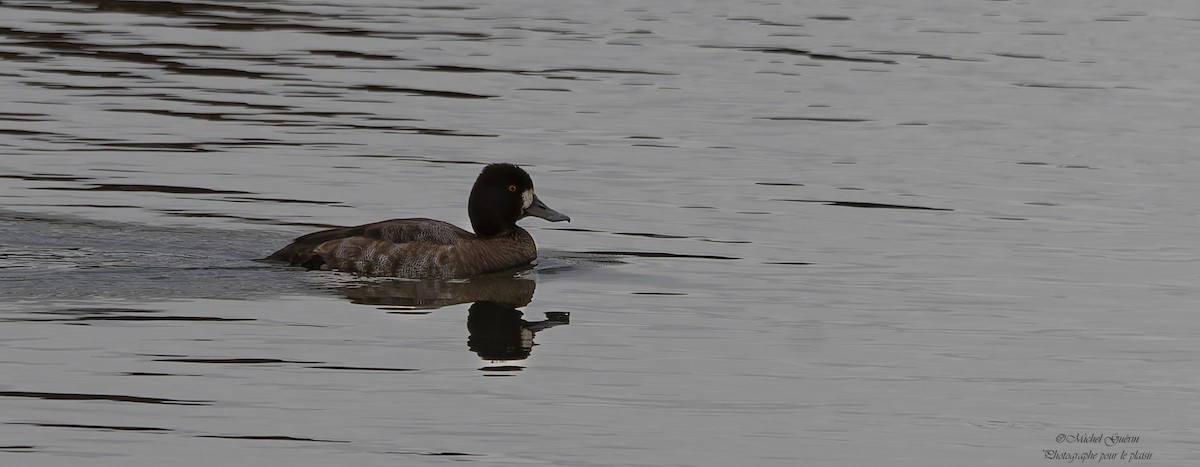 Lesser Scaup - ML644199054