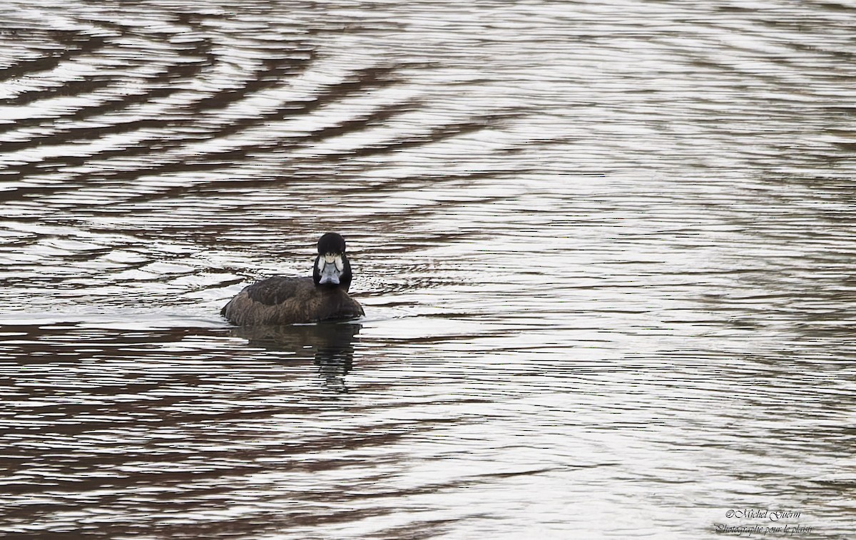 Lesser Scaup - ML644199055
