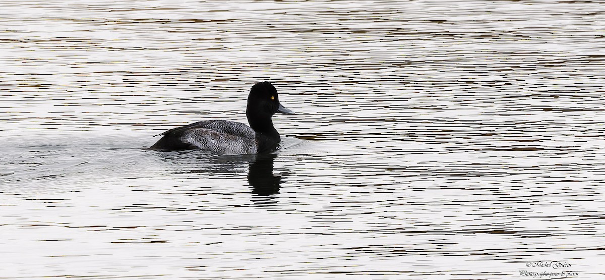 Lesser Scaup - ML644199056