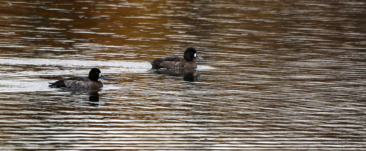 Lesser Scaup - ML644199057