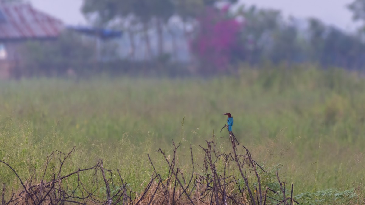 Braunliest - ML644199065