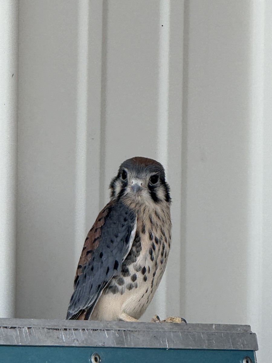 American Kestrel - ML644199066