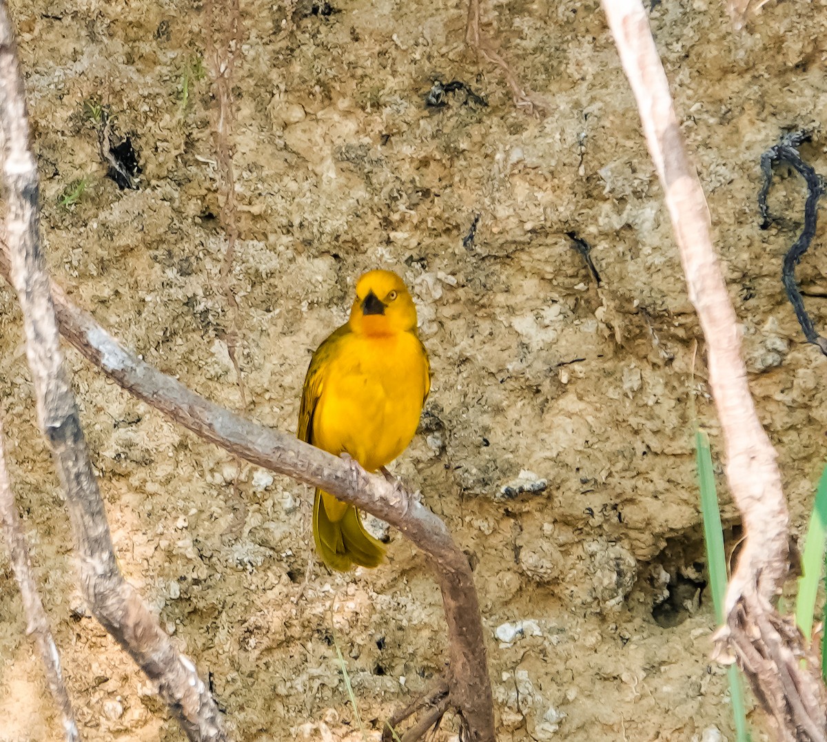 Holub's Golden-Weaver - ML644199068