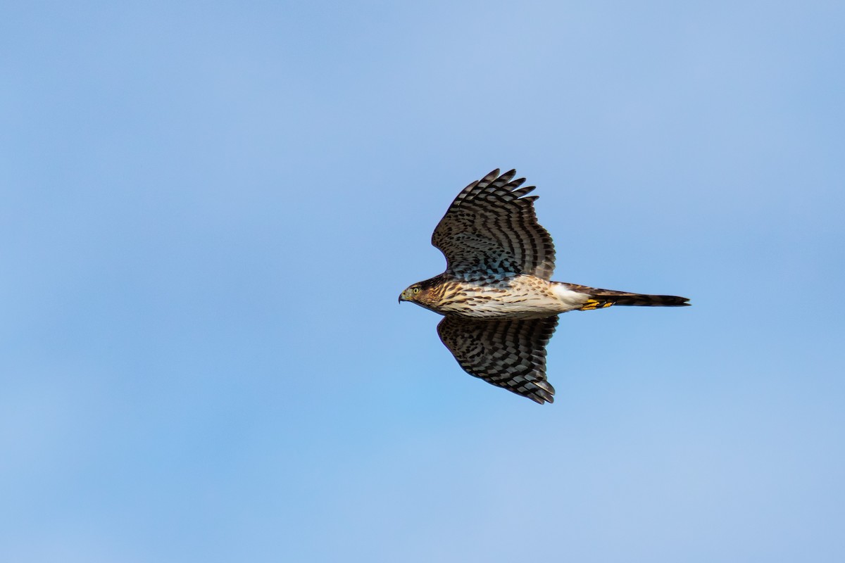 Cooper's Hawk - ML644199078