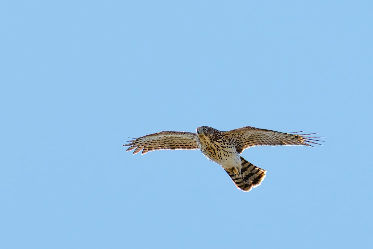 Cooper's Hawk - ML644199079