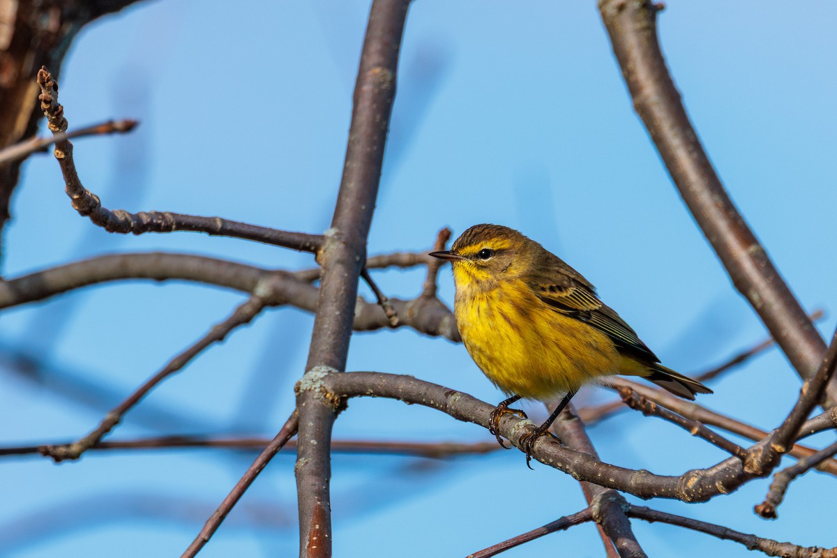 Palm Warbler (Yellow) - ML644199083