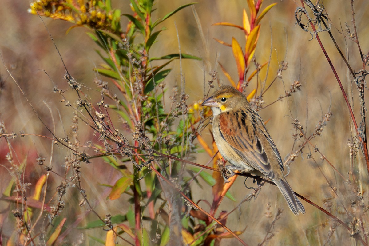Dickcissel - ML644199086