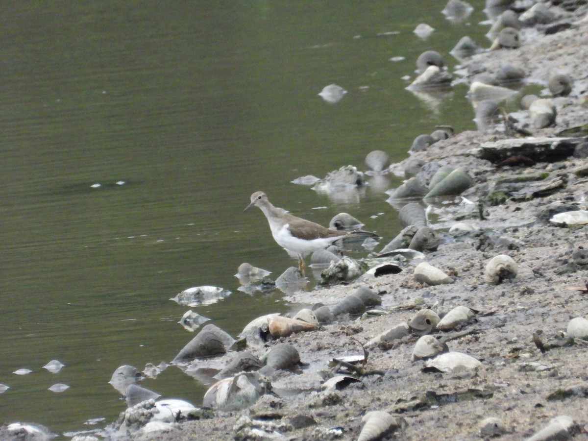 Common Sandpiper - ML644199101